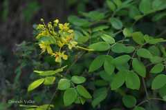 Caesalpinia crista